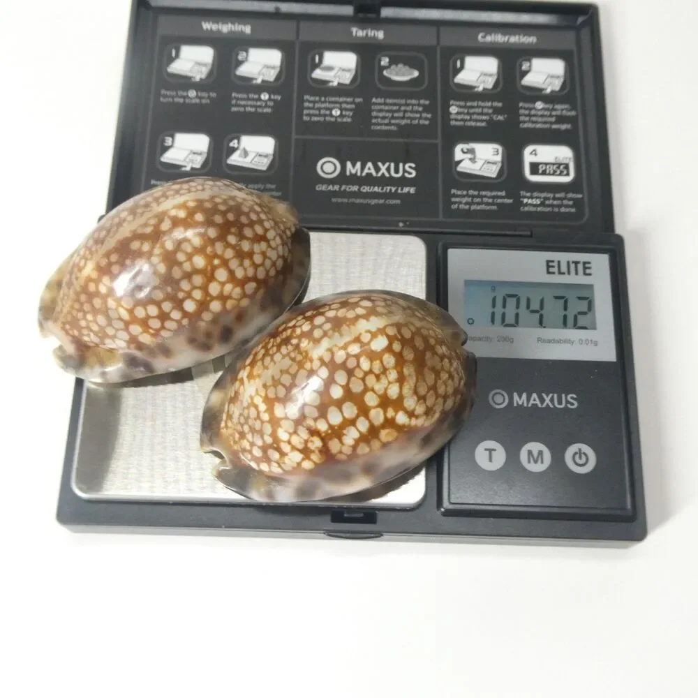 2 Mauritia Maculifera Blotched Cowry Shells Spotted 2.5